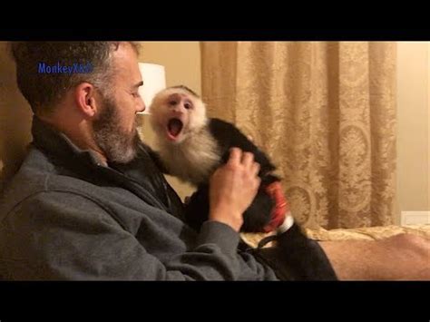 The maximum bite force for a human male with normal teeth is about 777 Newtons, or 174 pounds; for females, it is about 481 Newtons, or 101 pounds. . Capuchin monkey bite force